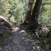 New River Trail in western Trinity Alps Wilderness
