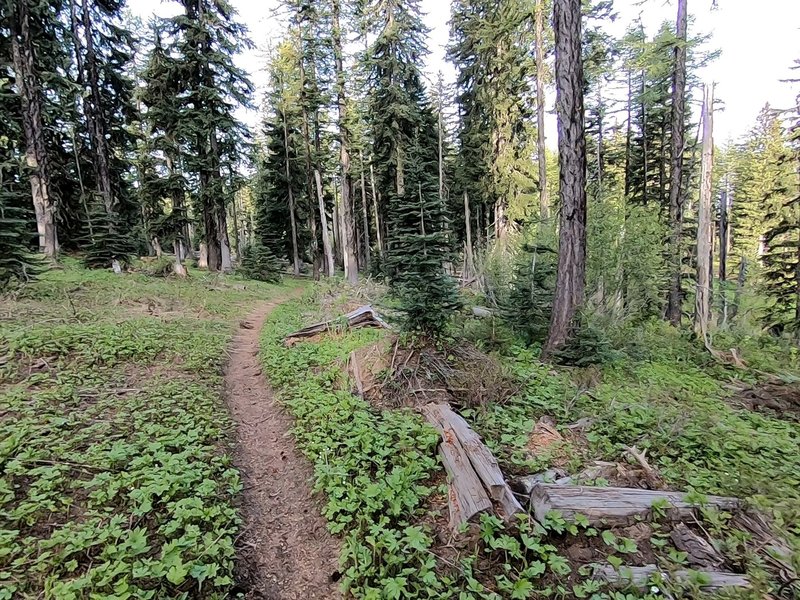 Clear singletrack path is very obvious throughout the entire run. Surface is packed dirt and easy on the feet.