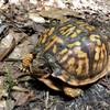 Eastern Box Turtle commands the trail.