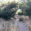 Flat, easy trail through grasses and mesquite trees.