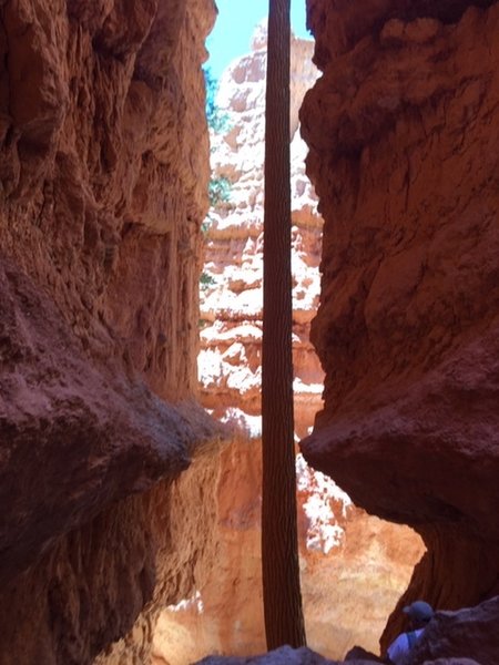 Cedar in the slot canyon on Navajo
