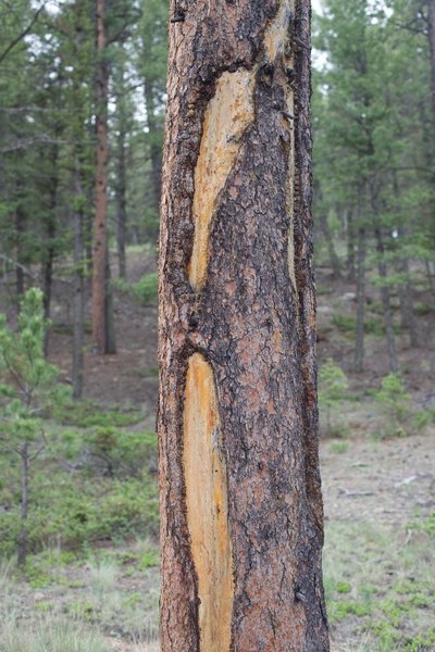 You can see the effects of fire on one of the trees along the trail. Lightning struck this tree, and left a spiral scar that persists to this day.