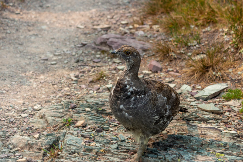 A spruce grouse near Swiftcurrent Pass.