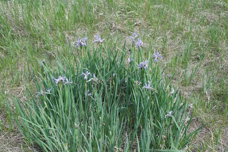 Iris can be seen along the trail in the spring time.