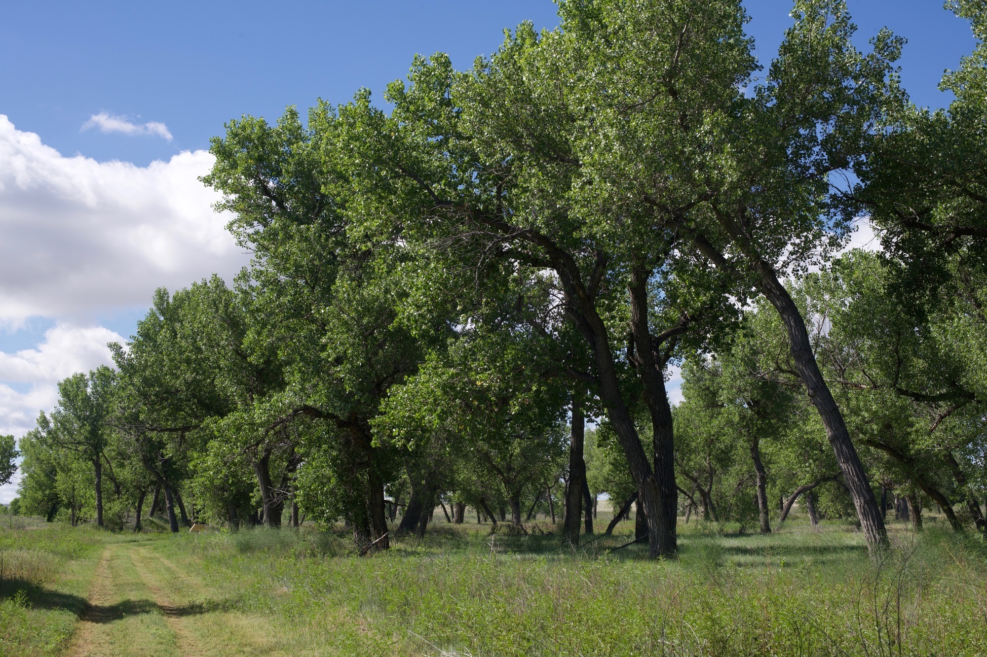 Sustained by the Arkansas River, this grove of cottonwood trees