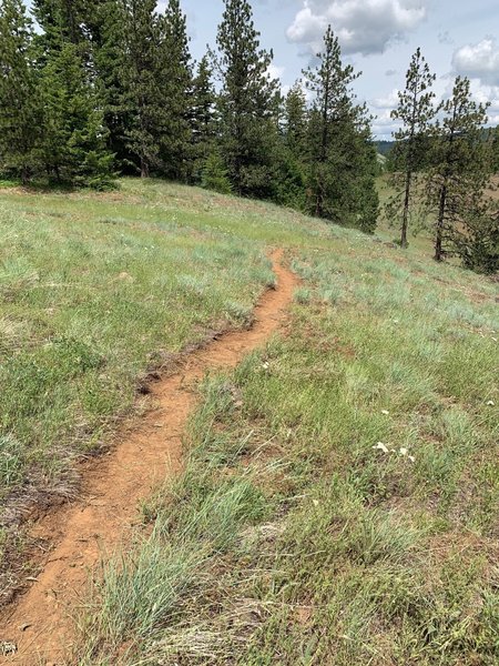 Newly cleared trail section.