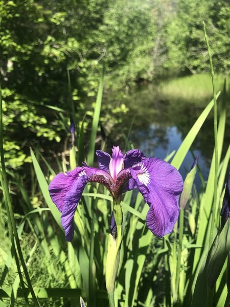 Irises on the northern end in June.