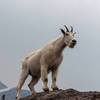 Mountain Goat near Gunsight Pass