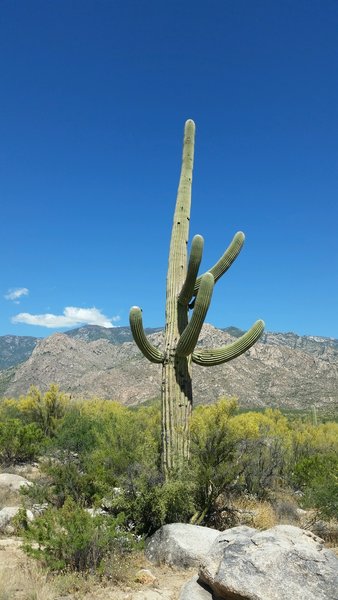 Old Saguaro Cactus