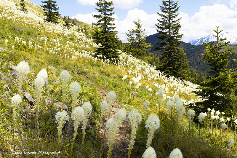 Every 5-7 years Bear-grass will bloom. This was the year July 2019