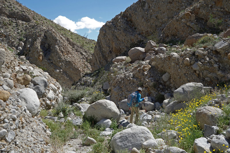 Hiker in Smoke Tree Canyon during a super bloom