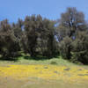 Burst of yellow in Cuyumaca Rancho SP after a wet winter