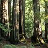 Redwood at eye level