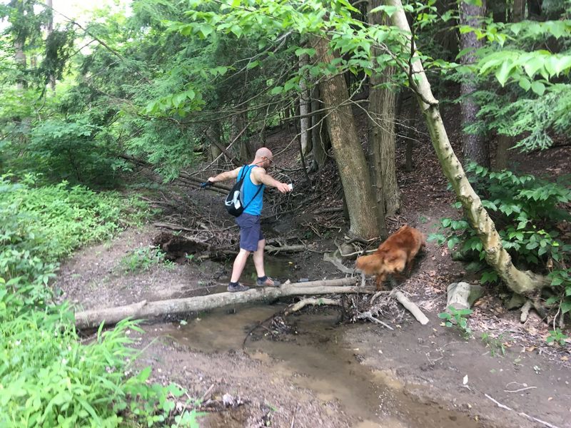 are dogs allowed at chestnut ridge park