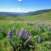 Lupines galore on Freezeout Ridge.