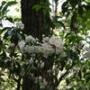 Mountain Laurel on BMT Section 4.
