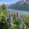 Once you top the ridge, there are great view of Eklutna Lake. There were lots of wildflowers in June.