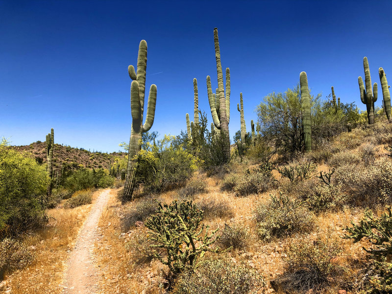 Trail through the desert landscape.