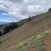 County Line Trail on the side of Miller Peak.