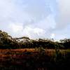 A rainbow shortly after sunrise, black cockatoos screeching.