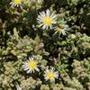Slender Iceplant (Mesembryanthemum nodiflorum) that grows along the trails.