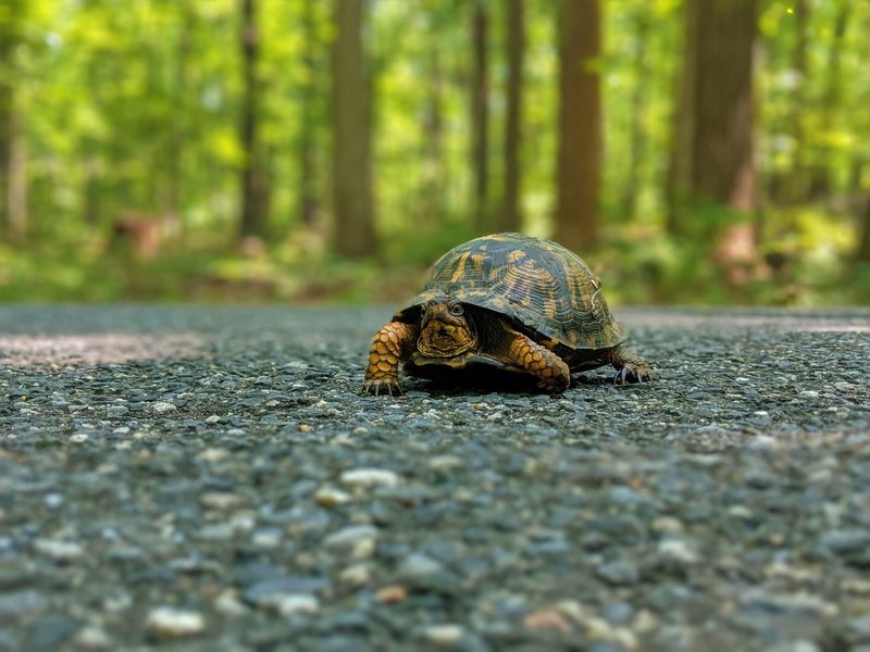 Eastern box turtle crossing the road near the Santee Trail.