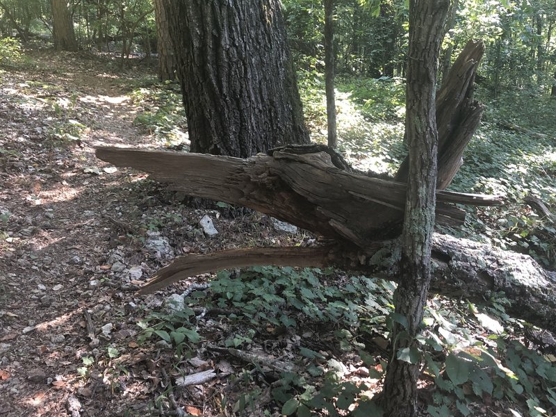 Cool looking downed tree, almost looks like a wolf's head.