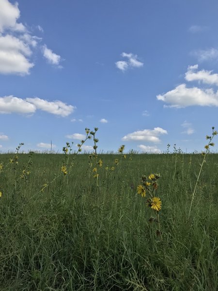 Tallgrass prairie in early August