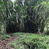 Bamboo grove along trail