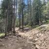 Longs Peak Trail, 10,000 feet.