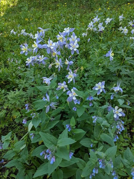 Blue columbine litter the trail in the summer