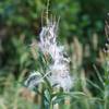 Fireweed turns to seed late in the summer.