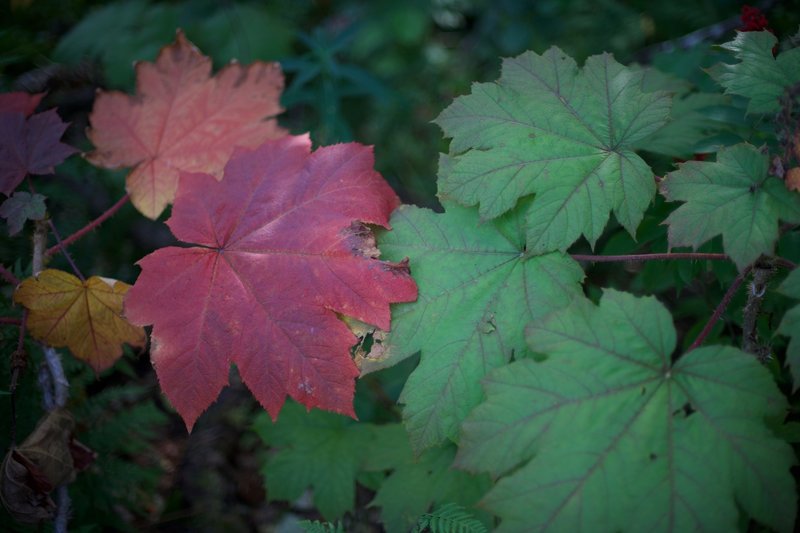 Leaves of the devil's club change color in August, bringing more color to the trail.