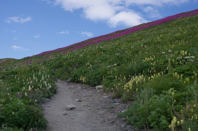 The trail climbs above the tree line through a field of fireweed and other flowers.