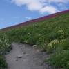 The trail climbs above the tree line through a field of fireweed and other flowers.