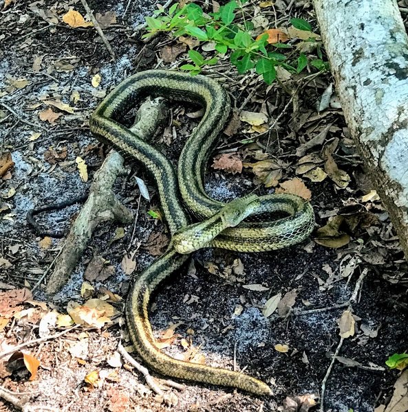 Eastern Rat Snake showing its yellow coastal coloring.