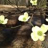 Dogwoods in bloom