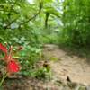 Cardinal flower along Bear Creek Trail.