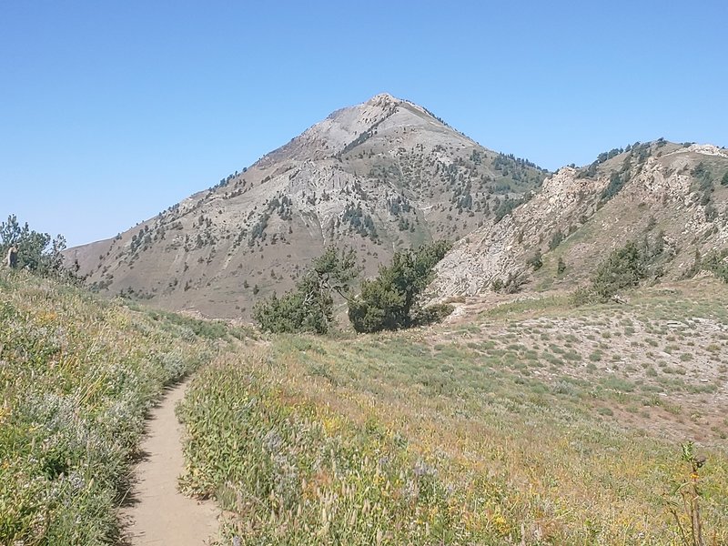 The approach to Ben Lomond Peak.