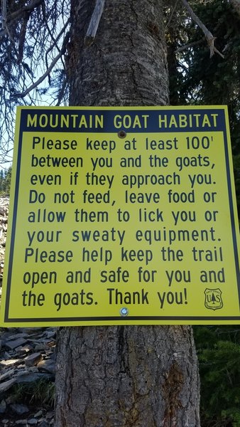 Warning about mountain goat salt seeking behavior.