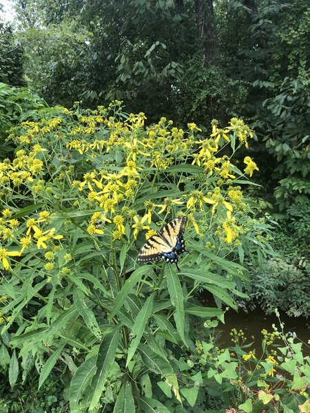 Wildflowers attract a lot of butterflies along the Wetlands Trail.
