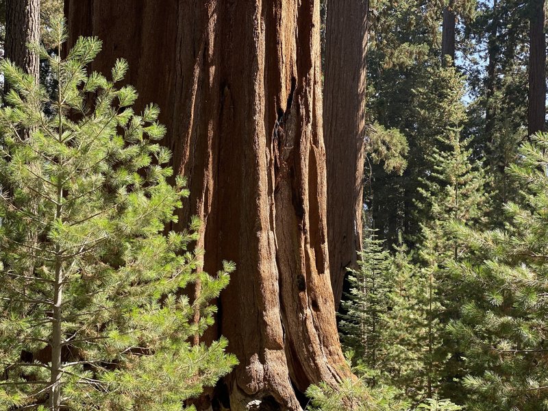 The giant sequoias intermixed with smaller pines and firs.
