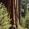 The giant sequoias intermixed with smaller pines and firs.