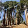 The Giant Sequoias.
