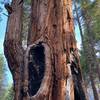 the giant Sequoias.