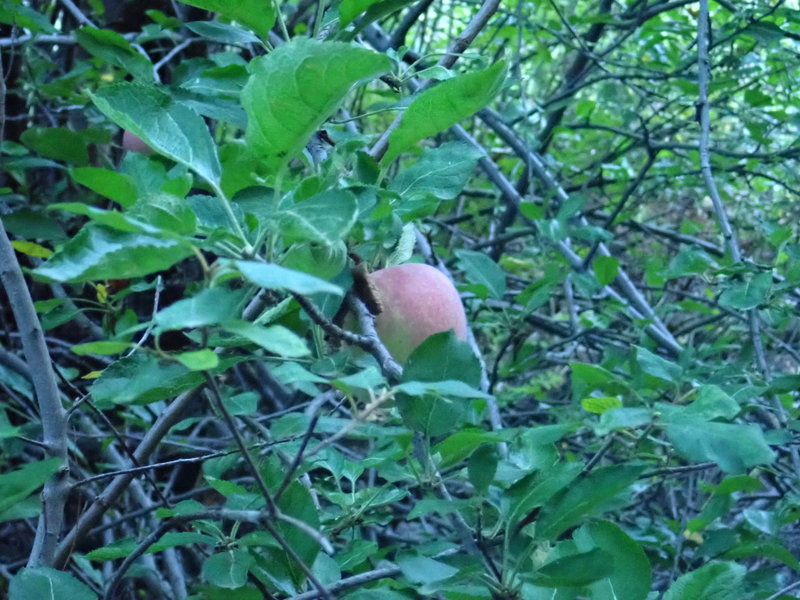 A feral apple tree growing at Mud Springs along side the Palisades #99 trail. Hands down the best tasting apples I've ever eaten!