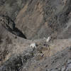 Some mountain goats along Boundary Trail