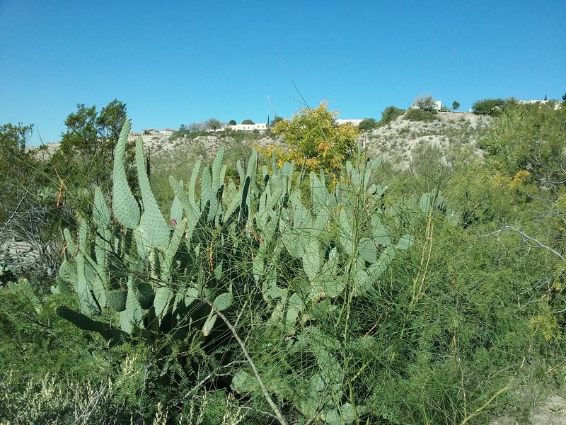 Typical vegetation in canyon