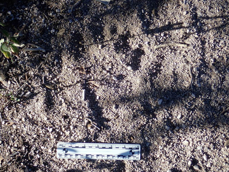 A bear print I saw on the #4 Canda Del Oro trail. There was very high winds and this track was VERY fresh. Bear spray is a must if you hike this trail!