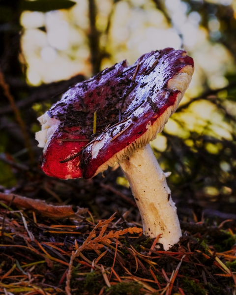 The cool Autumn weather lures the elusive candy cap mushroom into view